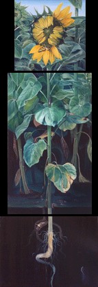 Helianthus Annuus 